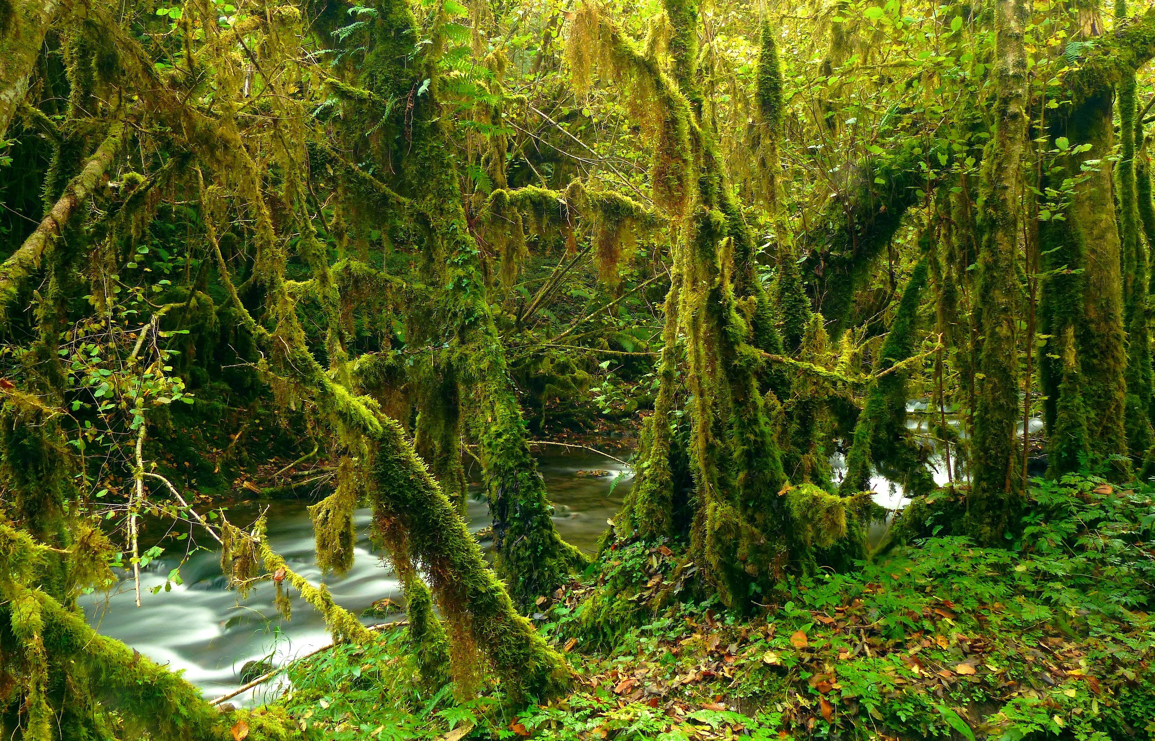 mossy, Forest, River, Trees, Nature Wallpaper