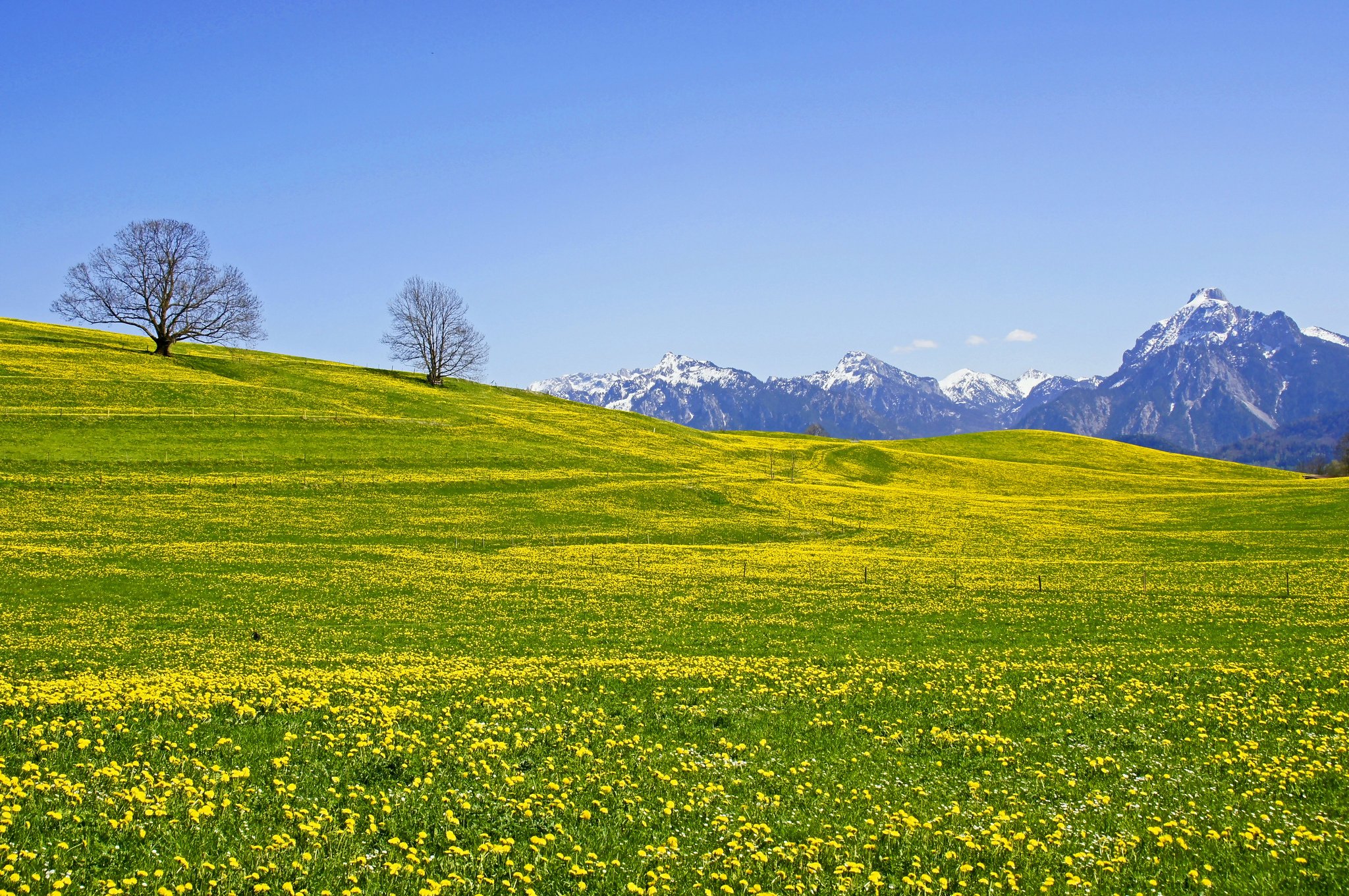 mountains, Field, Trees, Flowers, Landscape Wallpaper