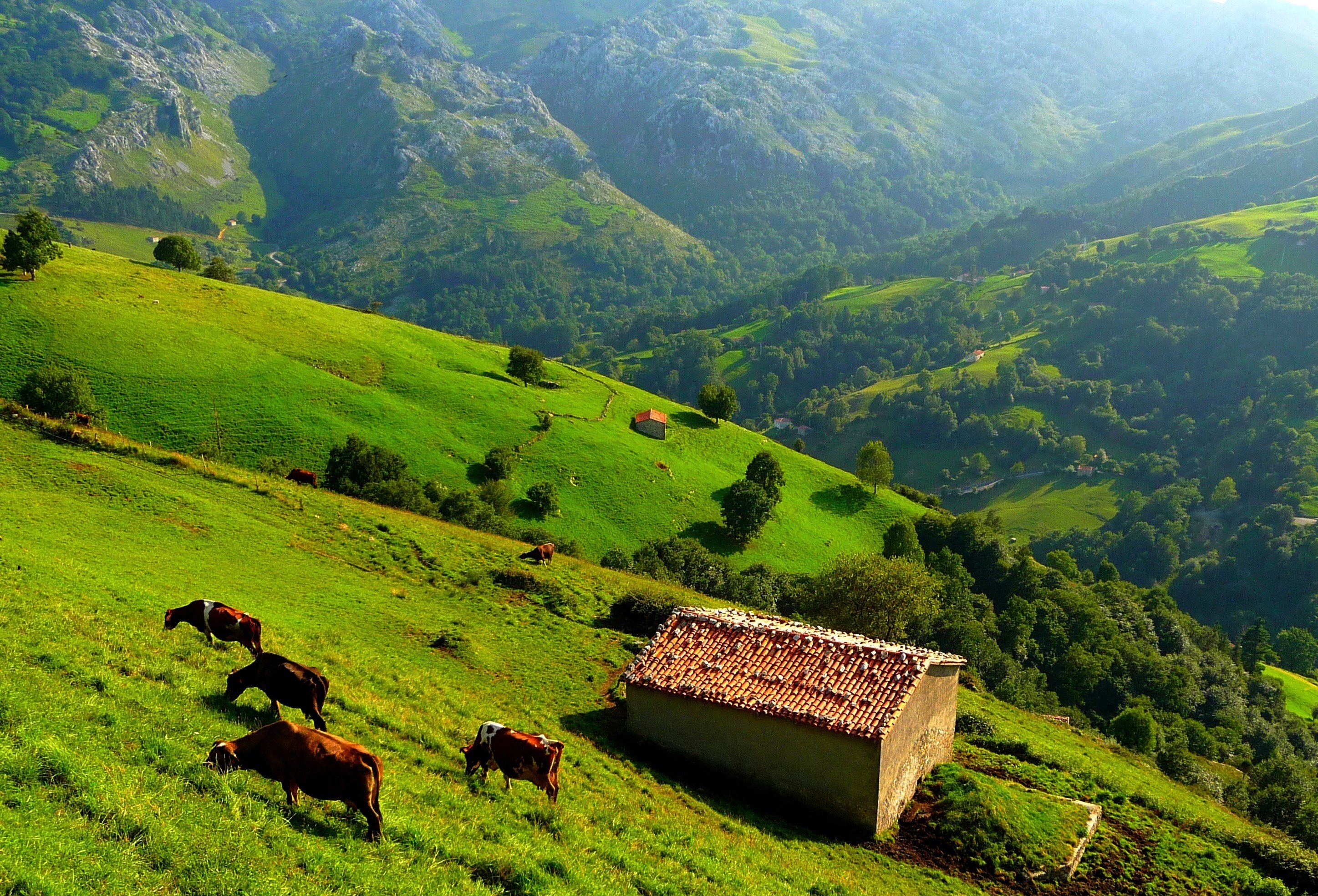 mountains, Hills, Trees, Grass, House, Cow, View, From, The, Top, Landscape Wallpaper