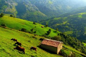 mountains, Hills, Trees, Grass, House, Cow, View, From, The, Top, Landscape