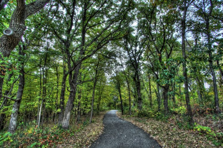 park, Forest, Trees, Road, Landscape HD Wallpaper Desktop Background