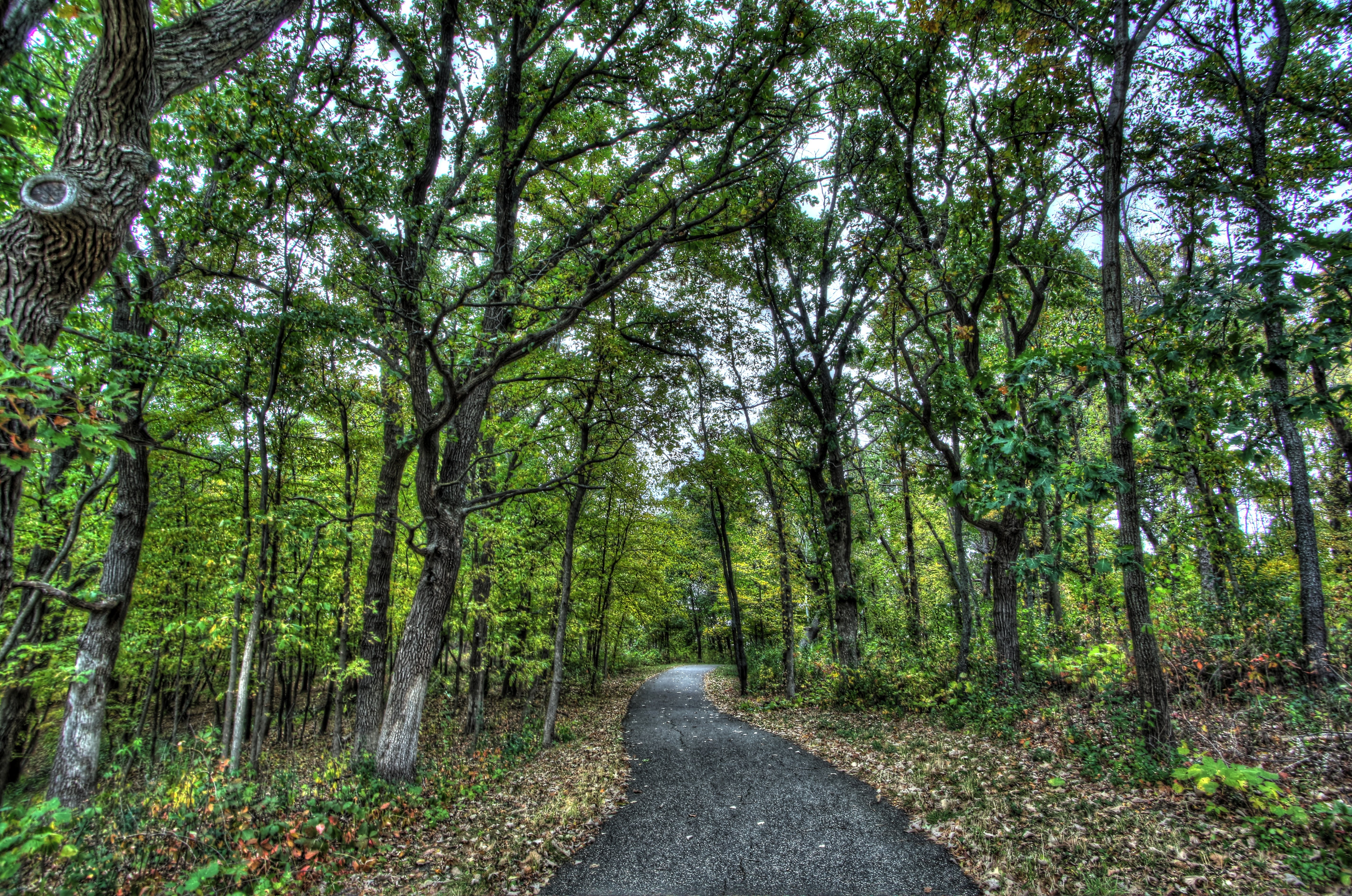 park, Forest, Trees, Road, Landscape Wallpaper
