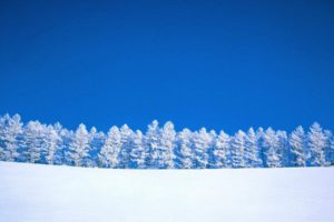 winter, Trees