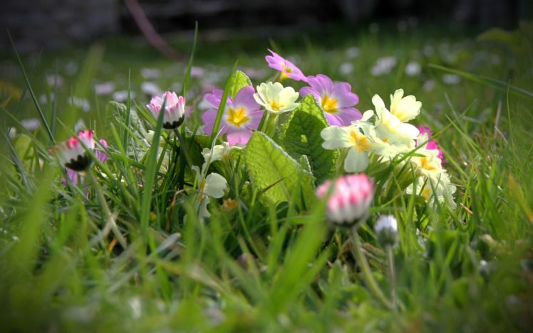 flowers, Grass, Field, Spring HD Wallpaper Desktop Background