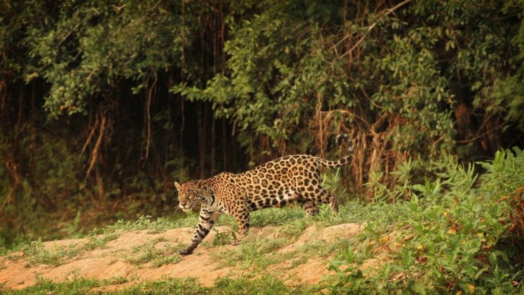 jaguar, Wild, Cat, Predator HD Wallpaper Desktop Background