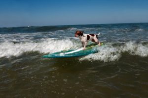 sports, Dog, Surfing, Wave