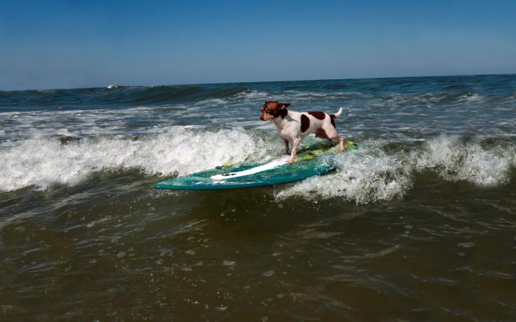 sports, Dog, Surfing, Wave HD Wallpaper Desktop Background