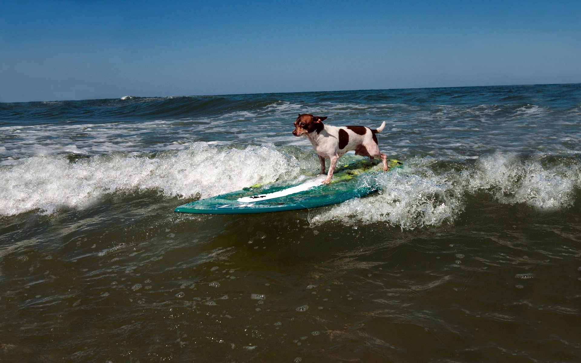 sports, Dog, Surfing, Wave Wallpaper