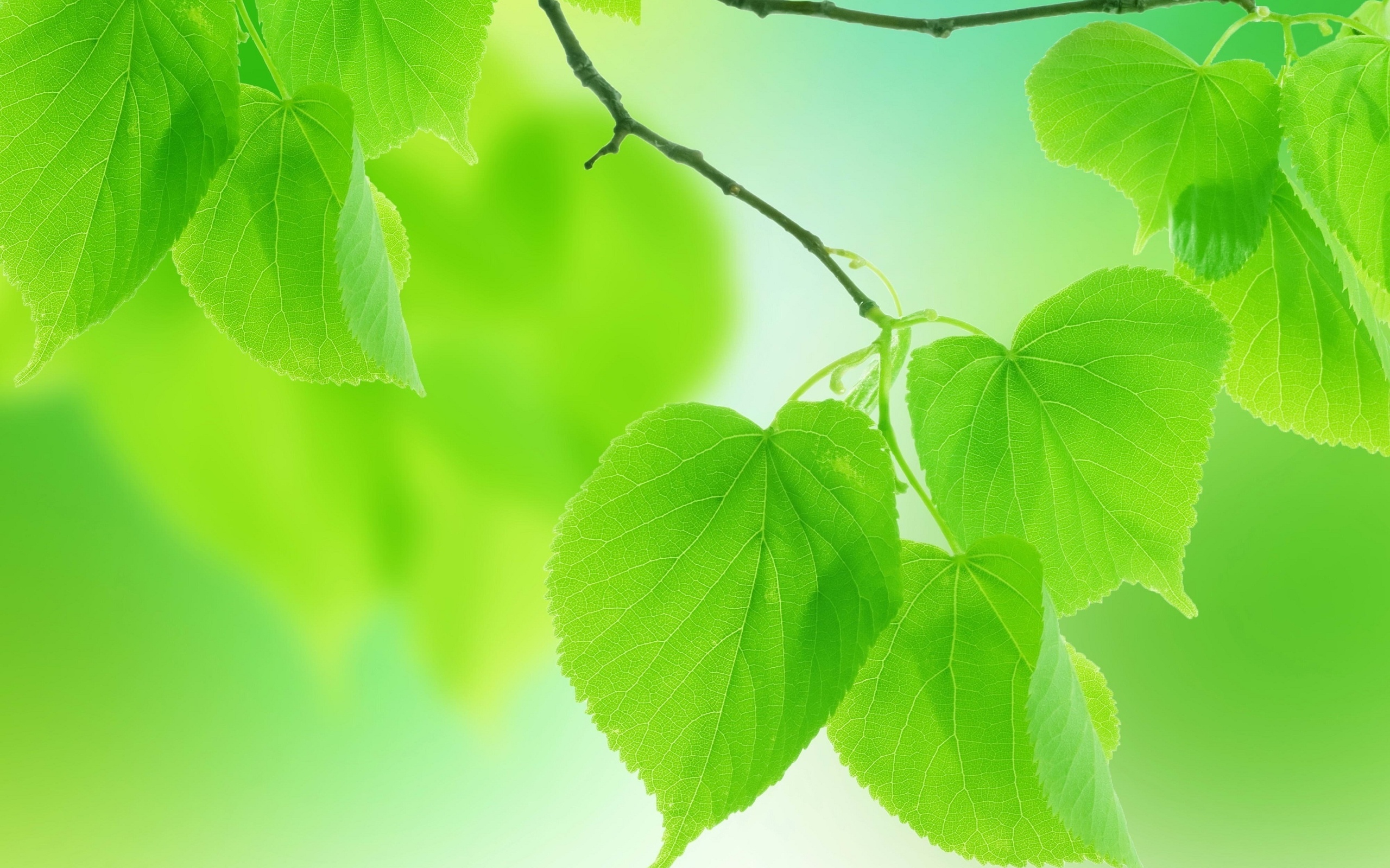 leaves, Green, Close up, Branch Wallpaper