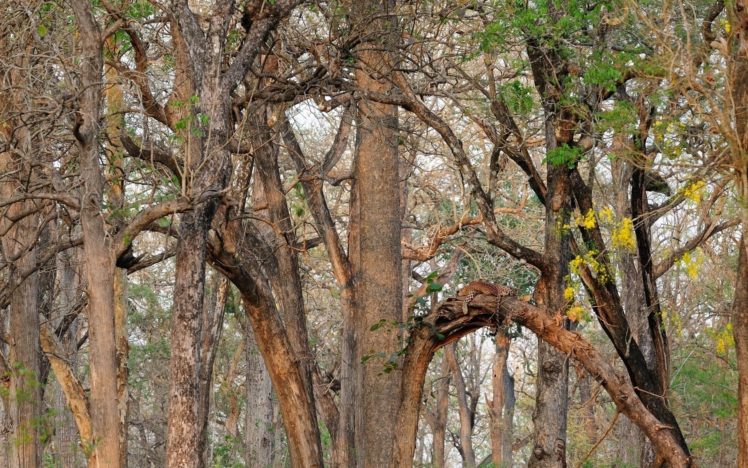 leopard, Wild, Cat, Camouflage, Forest, Trees HD Wallpaper Desktop Background