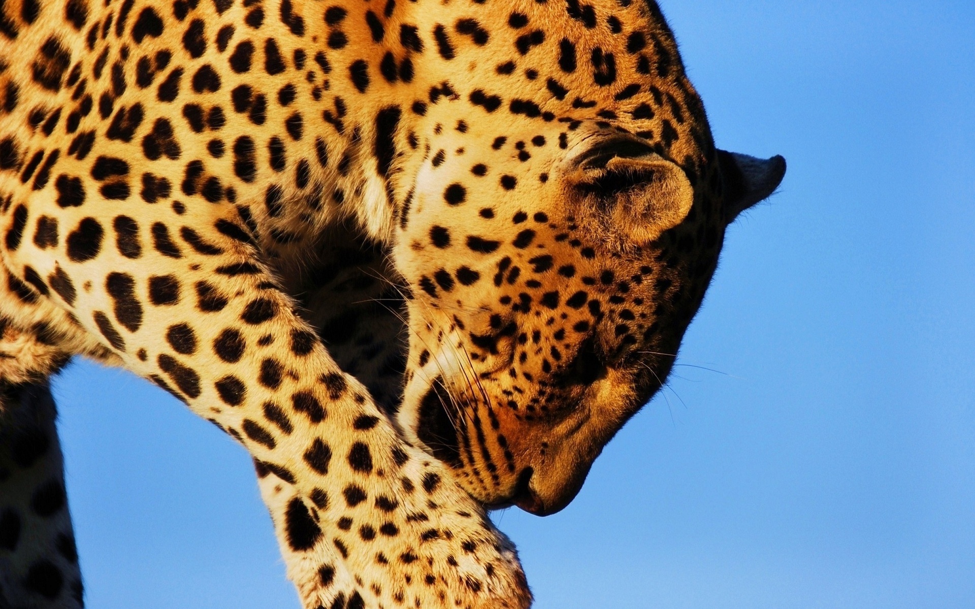 leopard, Wild, Cat Wallpaper