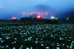 night, Fog, Mountains, Home, Lights, Field, Flowers, Rocks