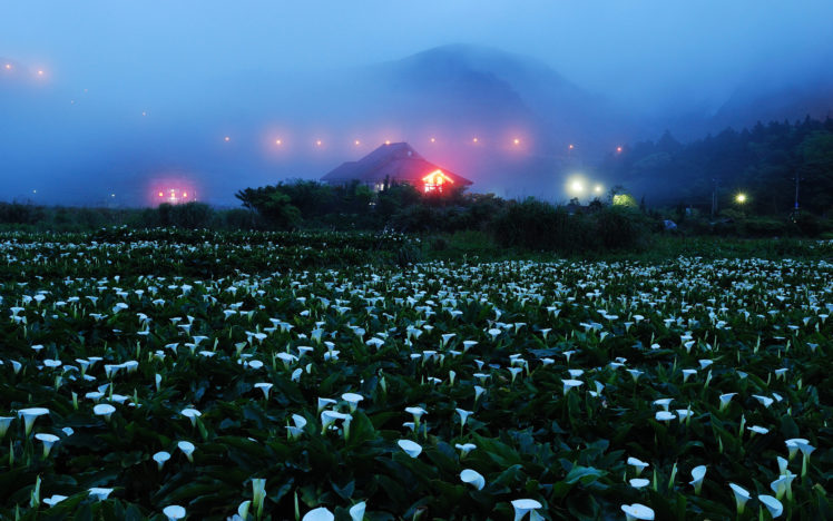 night, Fog, Mountains, Home, Lights, Field, Flowers, Rocks HD Wallpaper Desktop Background