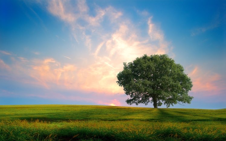 fresh, Sun, Shine, Behind, The, Tree HD Wallpaper Desktop Background
