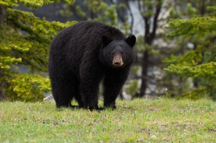 baribal, Black, Bear, Bear, Forest HD Wallpaper Desktop Background