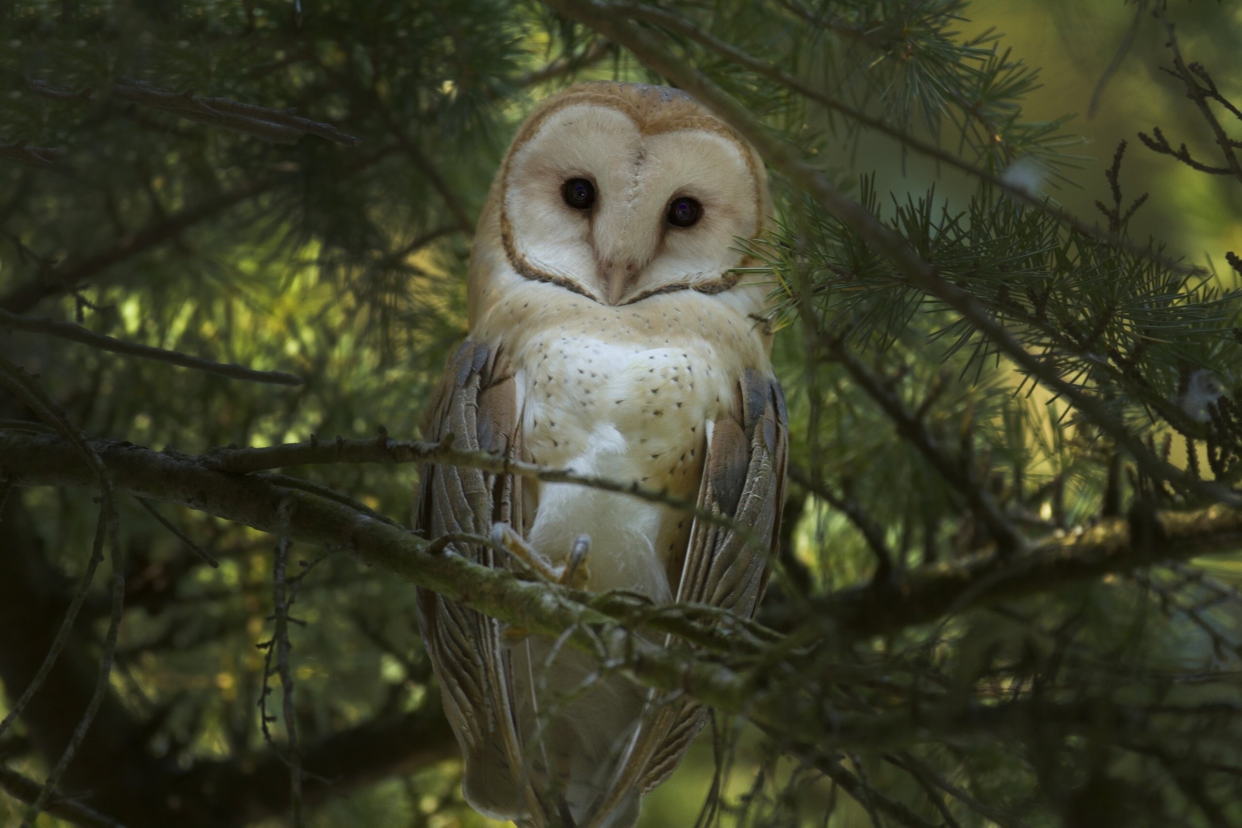 barn, Owl, Owl, Bird, Branches Wallpaper