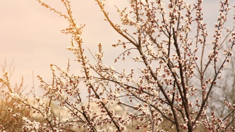 sky, Skies, Trees, Flowers, Blossoms HD Wallpaper Desktop Background