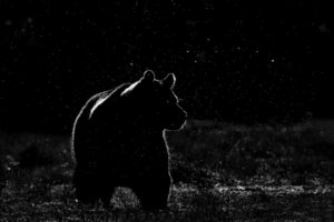 bear, Night, Space, Stars