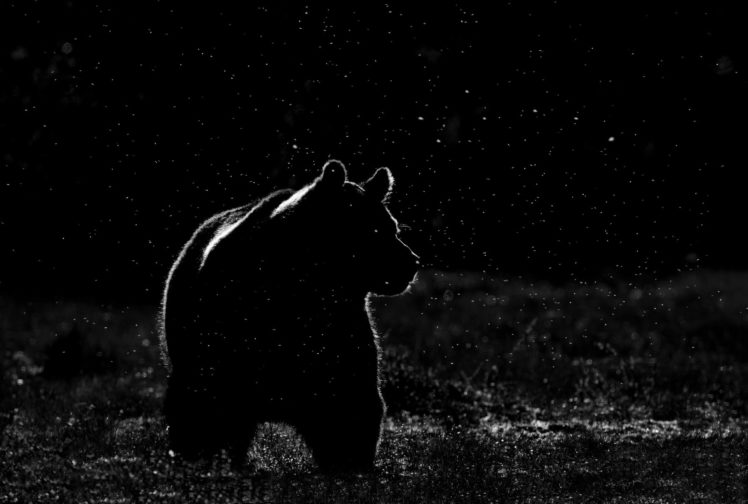 bear, Night, Space, Stars HD Wallpaper Desktop Background