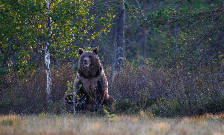 bear, Autumn HD Wallpaper Desktop Background