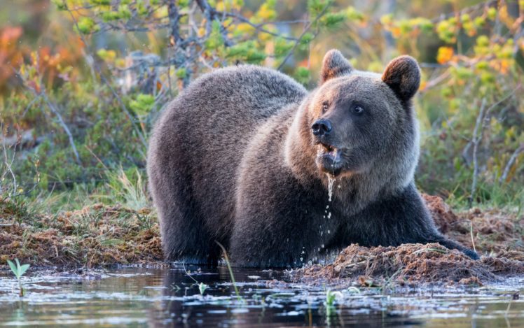 bear, River, Water, Fall, Frost, Autumn, Fishing HD Wallpaper Desktop Background