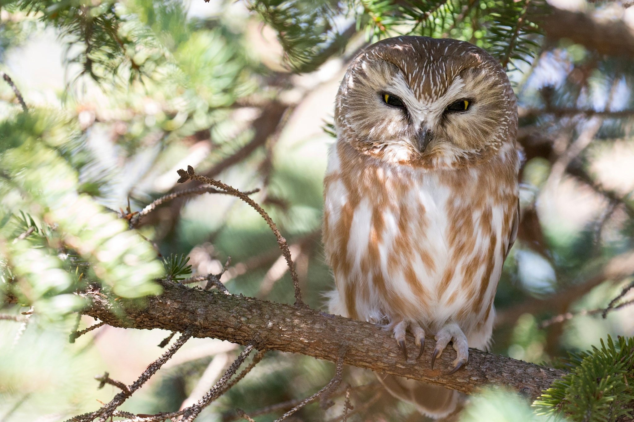 boreal, Owl, Owl, Bird, Tree, Branch Wallpaper