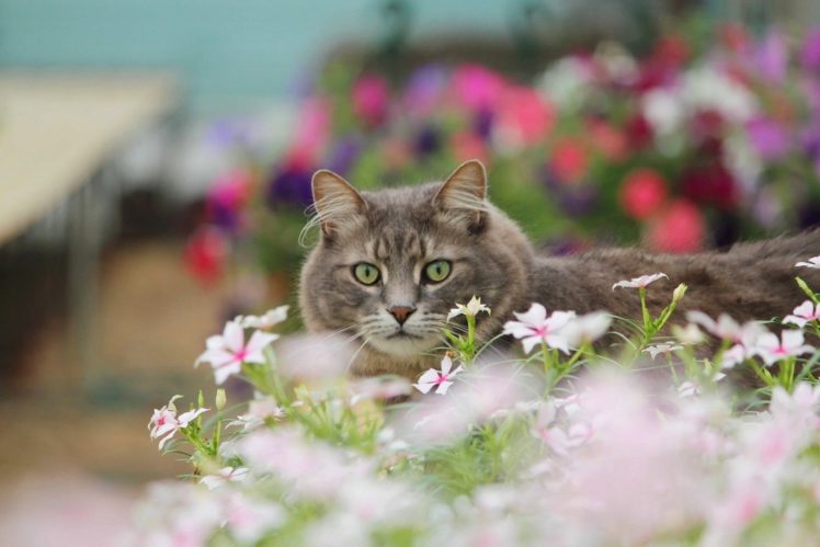cat, Flower, Eyes HD Wallpaper Desktop Background