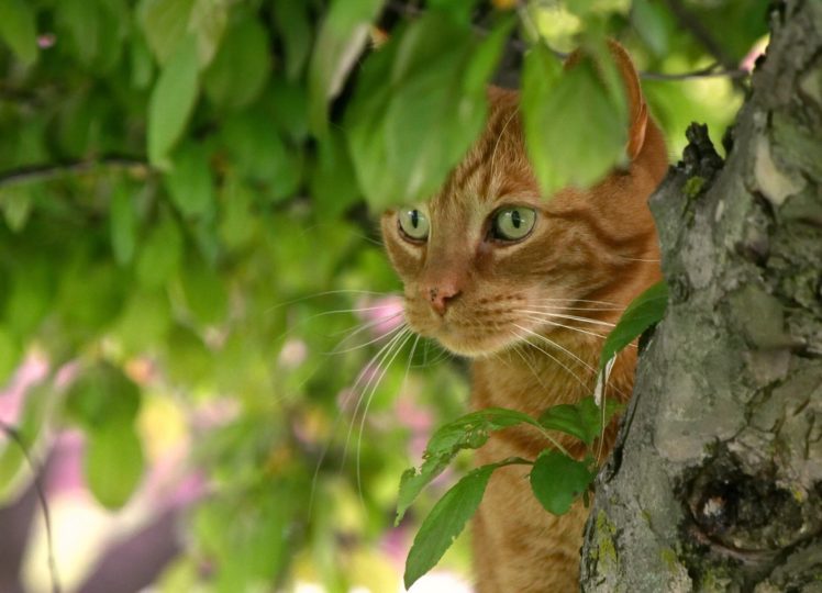 cat, Red, Face, Tree, Leaves, Eyes, Eye HD Wallpaper Desktop Background