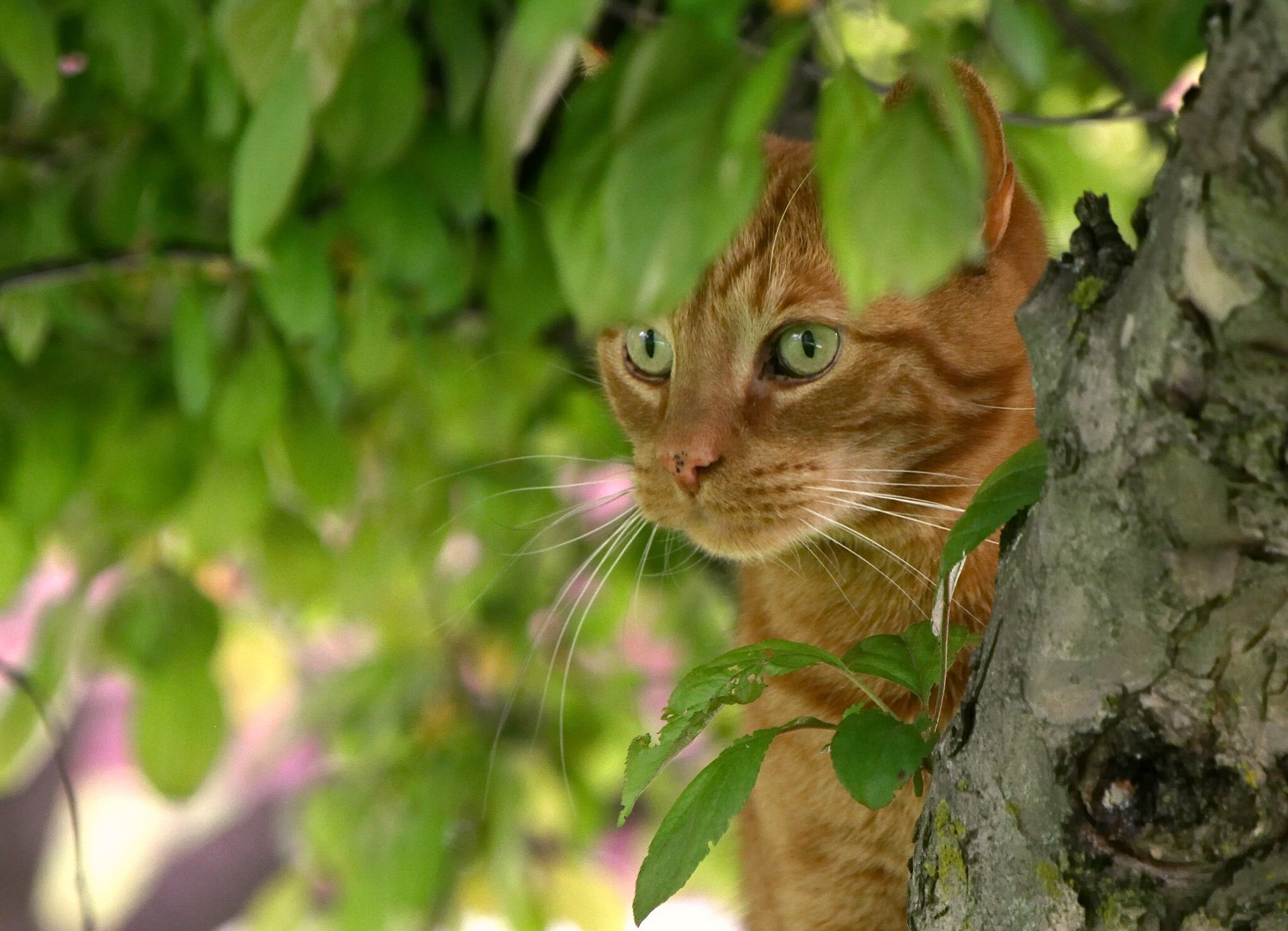 cat, Red, Face, Tree, Leaves, Eyes, Eye Wallpaper
