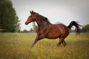 horse, Meadow