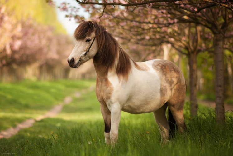 horse, Meadow, Pony HD Wallpaper Desktop Background