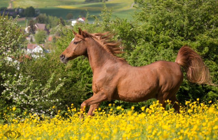 horse, Running, Mane, Grace, Summer, Meadow HD Wallpaper Desktop Background
