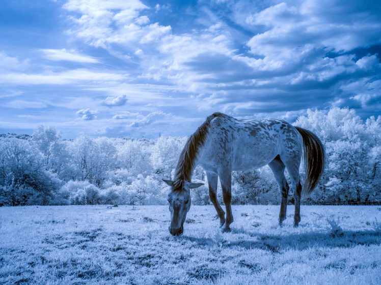 horse, Meadow, Trees HD Wallpaper Desktop Background
