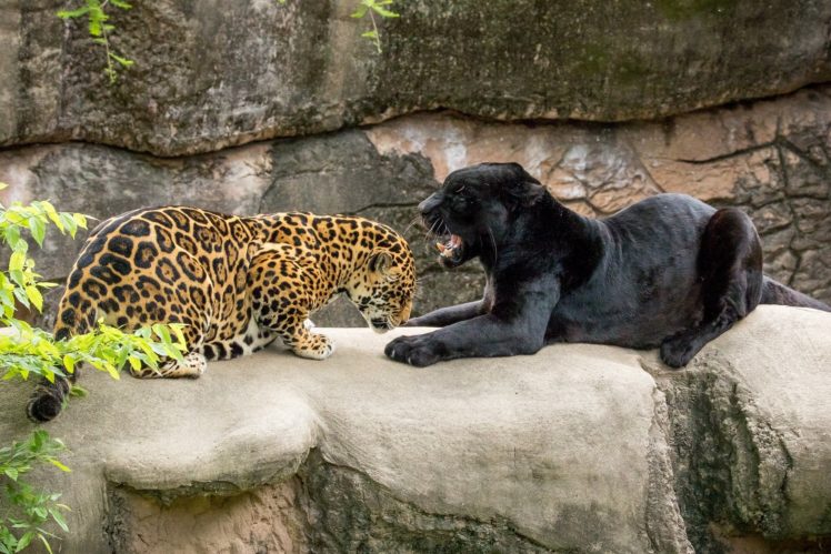 jaguar, Leapard HD Wallpaper Desktop Background