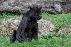 jaguar, Panther, Wildcat, Predator
