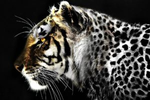 jaguar, Leopard, Fractal, Artwork