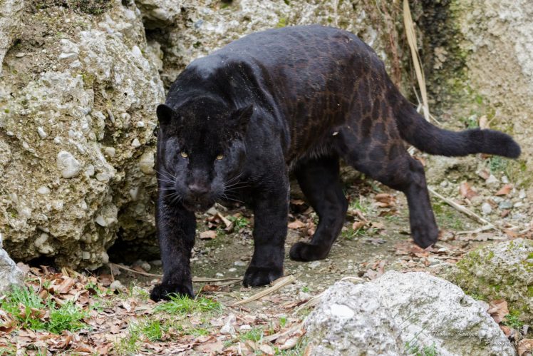 jaguar, Panther, Wildcat, Predator HD Wallpaper Desktop Background