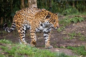jaguar, Wild, Cat, Predator