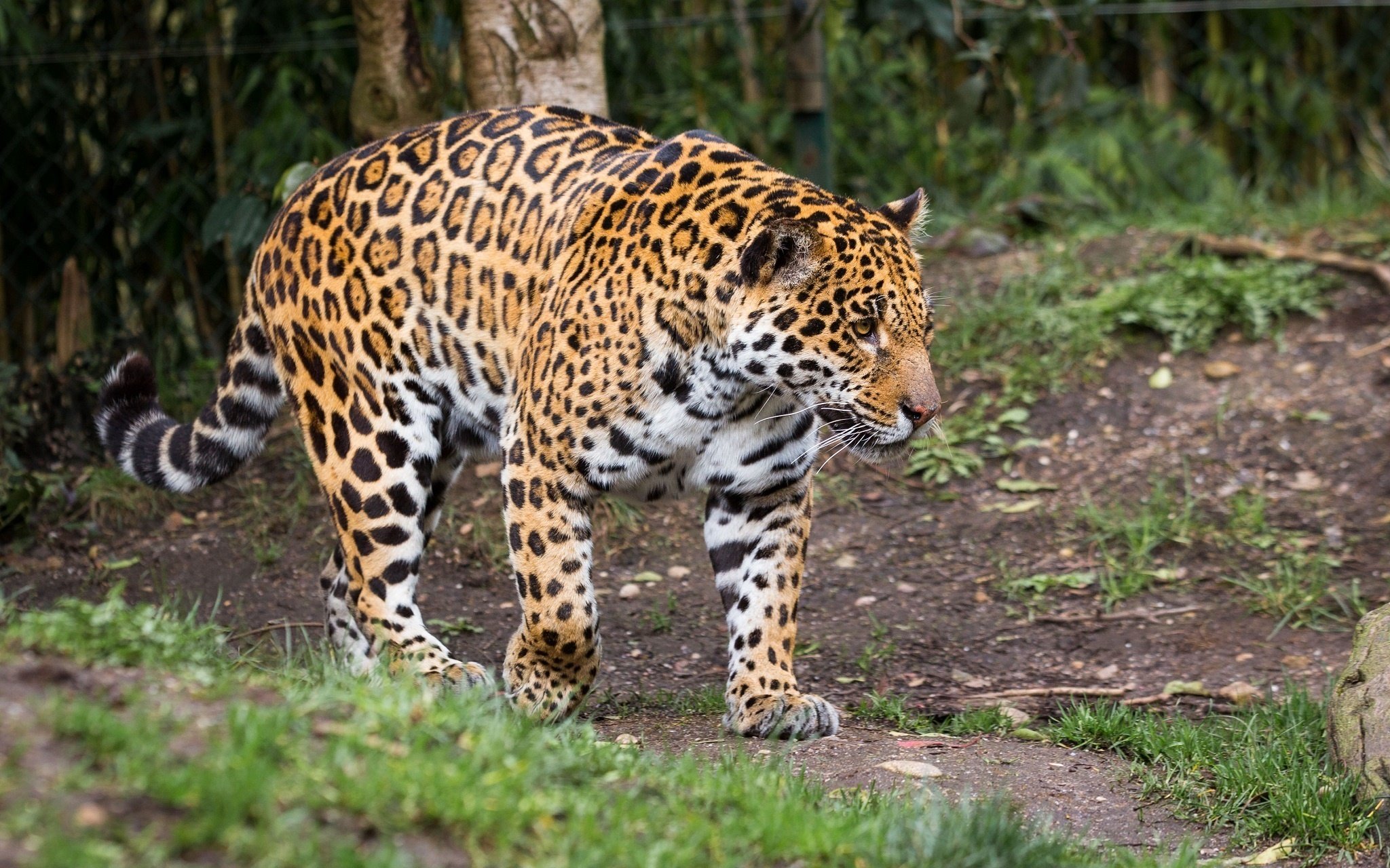 jaguar, Wild, Cat, Predator Wallpaper