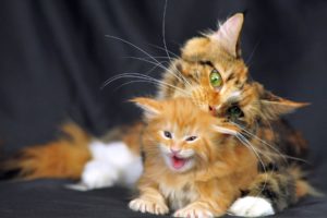 kitten, Baby, Mother, Cat
