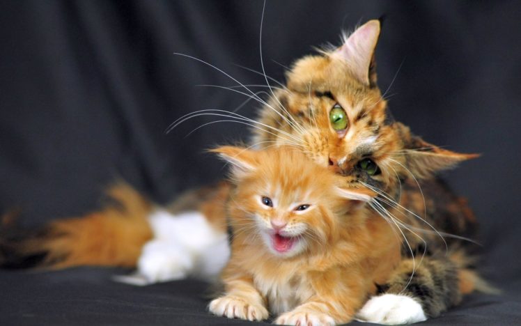 kitten, Baby, Mother, Cat HD Wallpaper Desktop Background
