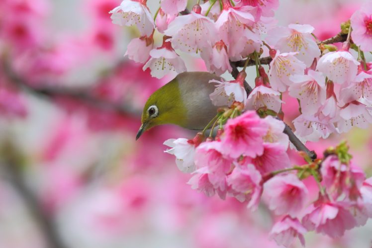 japanese, White eye, Bird, Sakura, Cherry, Branch, Blossom, Flowers, Spring HD Wallpaper Desktop Background