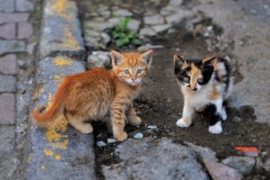 kitten, Baby, Cat