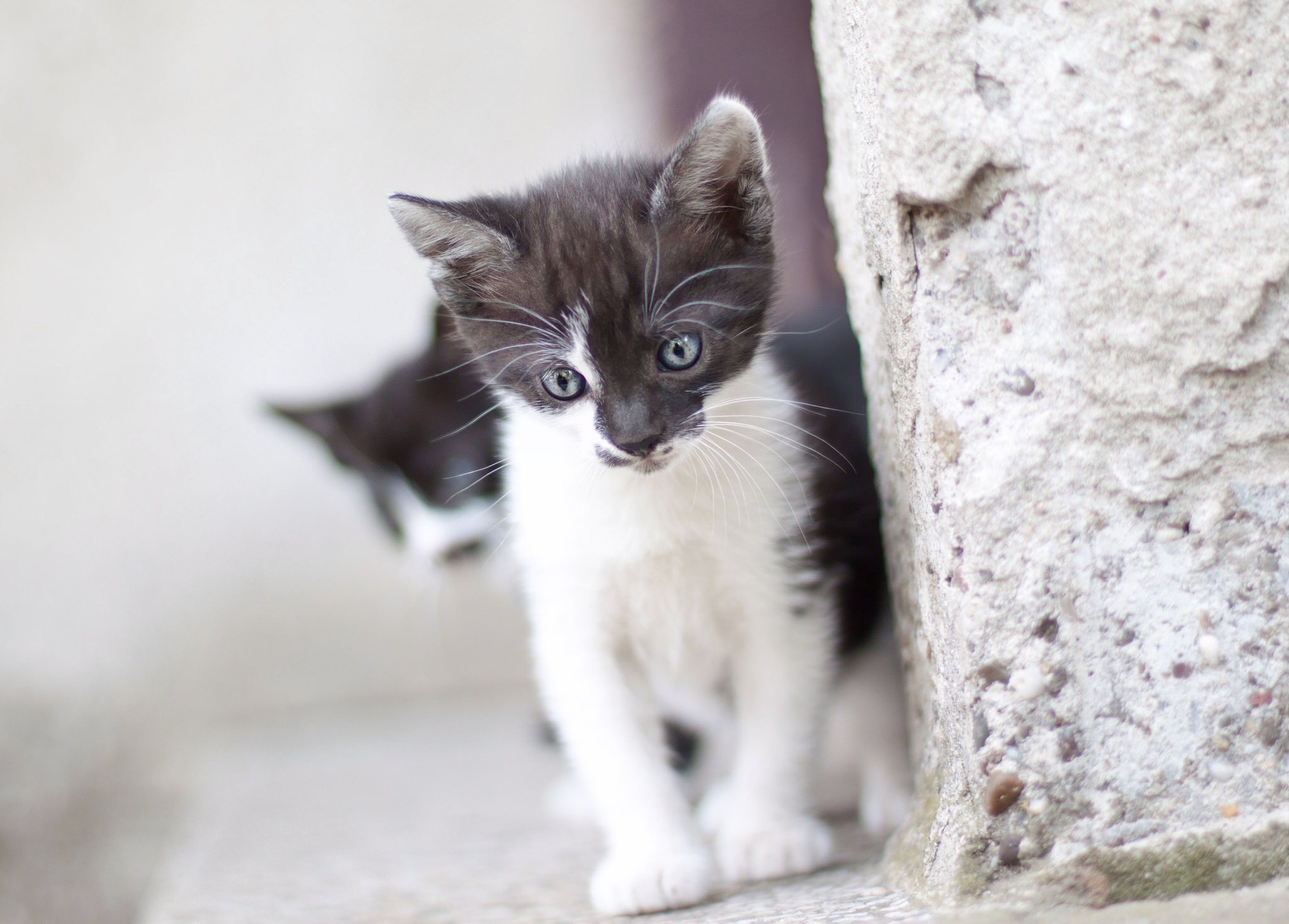 kitten, Baby, Cat Wallpaper