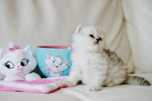 kitten, Baby, Furry, Cup, Toy, Cat