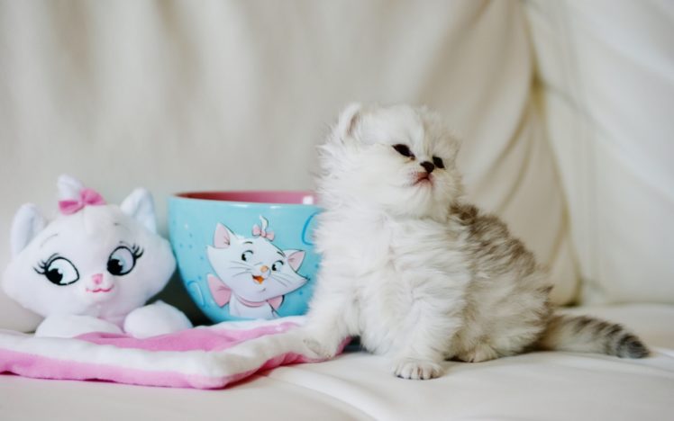 kitten, Baby, Furry, Cup, Toy, Cat HD Wallpaper Desktop Background