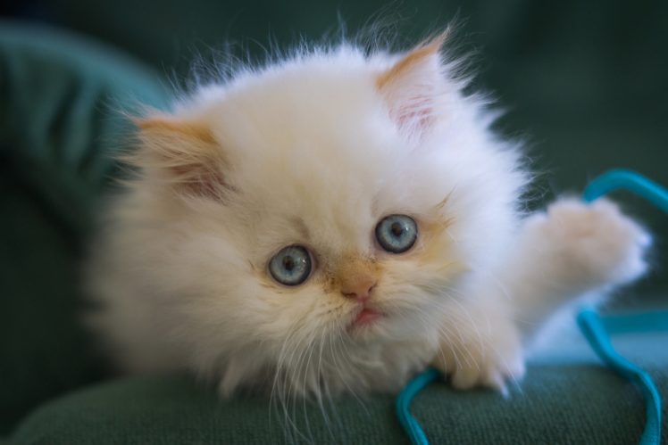 kitten, White, Fluffy, Blue, Eyes, Muzzle, Eyes, Baby, Cat HD Wallpaper Desktop Background