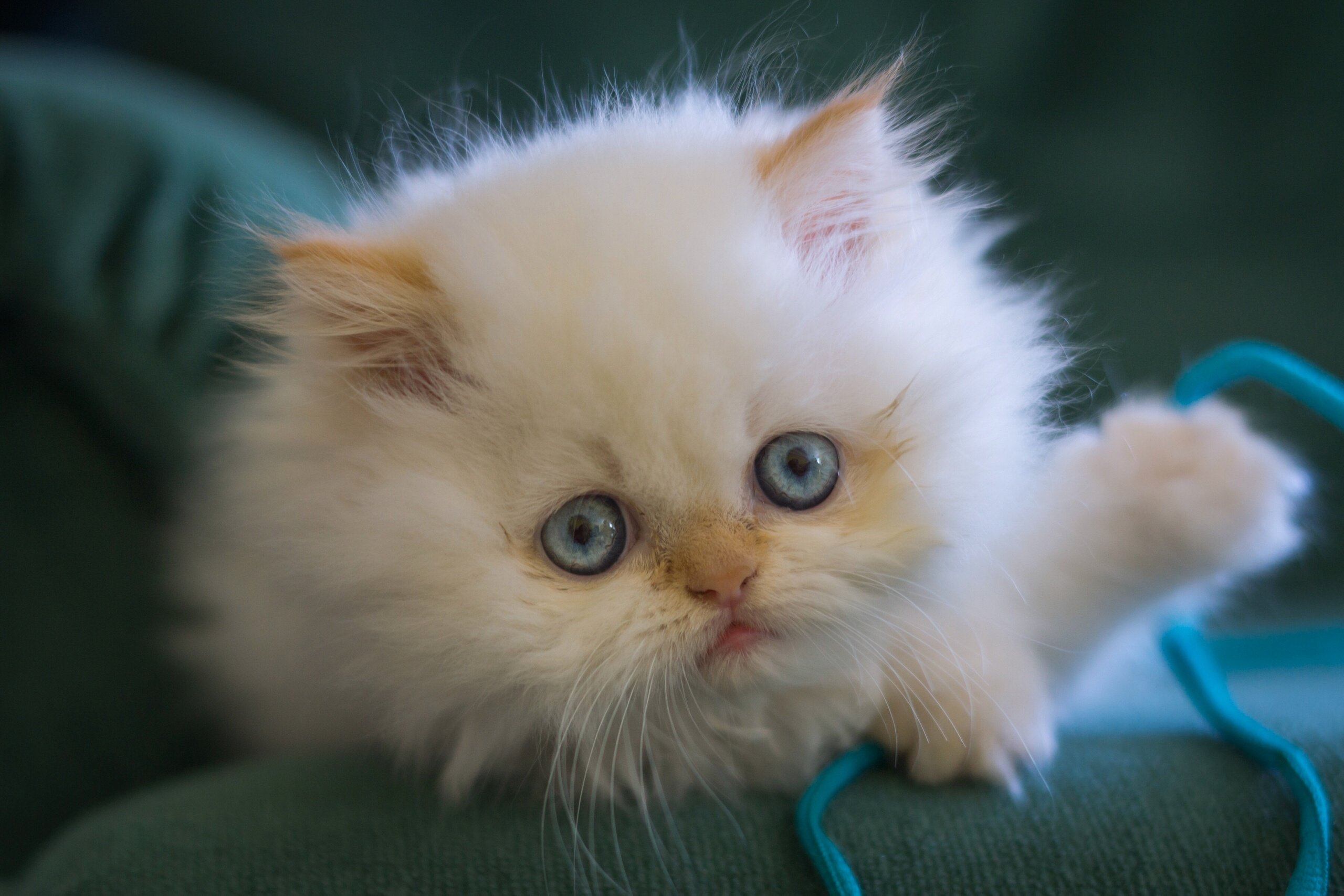 kitten, White, Fluffy, Blue, Eyes, Muzzle, Eyes, Baby, Cat Wallpapers