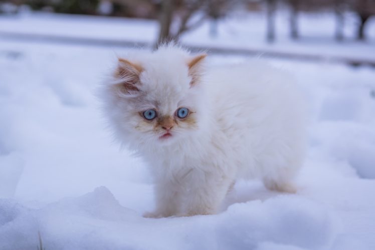 kitten, White, Fluffy, Blue, Eyes, Snow, Winter, Baby, Cat HD Wallpaper Desktop Background