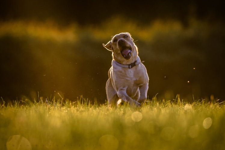 labrador, Retriever, Dog, Running HD Wallpaper Desktop Background